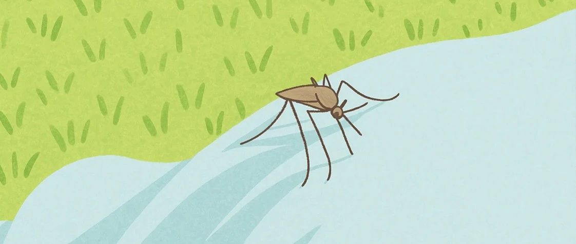Why Mosquitoes Can Bite Through Your Pants and Target Your Thighs